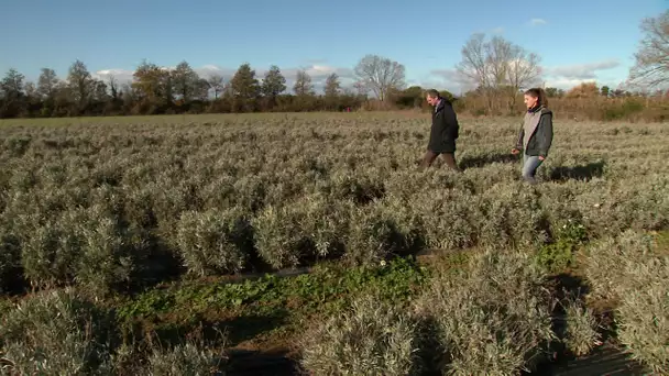 Une nouvelle filière en Occitanie de latex de guayule pour produire des gants