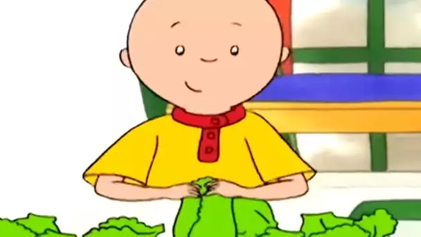 Caillou et le Dîner Spécial | Caillou en Français