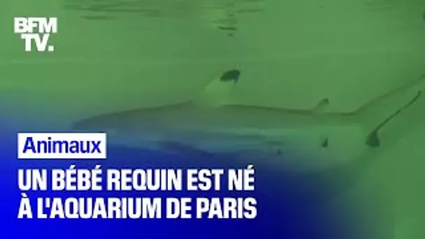 Un bébé requin est né à l'Aquarium de Paris, un évènement rare