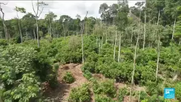 COP15 à Abidjan : la déforestation ne ralentit pas en Côte d'Ivoire • FRANCE 24