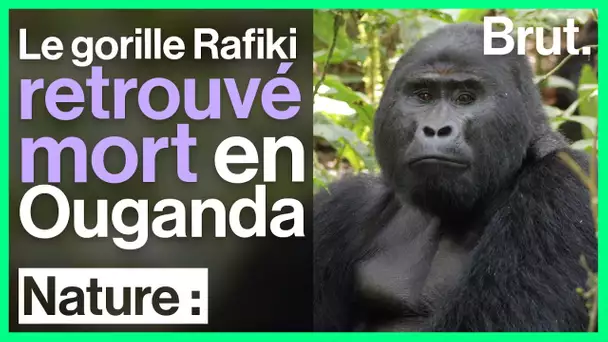 Le gorille Rafiki retrouvé mort en Ouganda