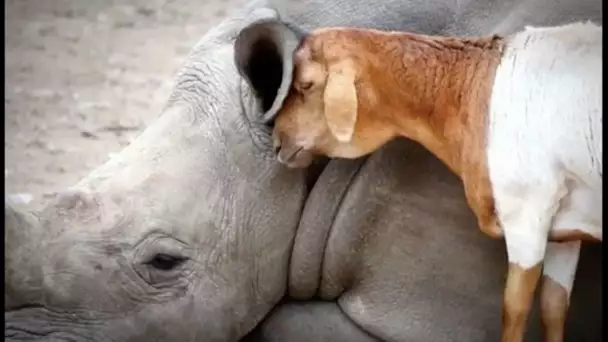 Un rhinocéros ami avec un mouton - ZAPPING SAUVAGE