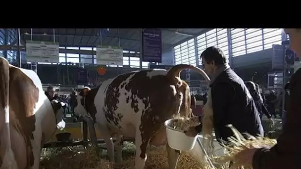 Salon de l&#039;agriculture: que devient la bouse des vaches?