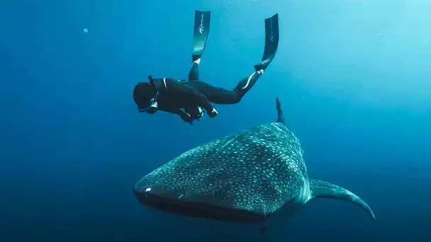 L’Odyssée des monstres marins