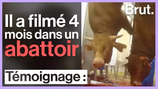 Il a infiltré un abattoir pendant 4 mois avec une caméra cachée