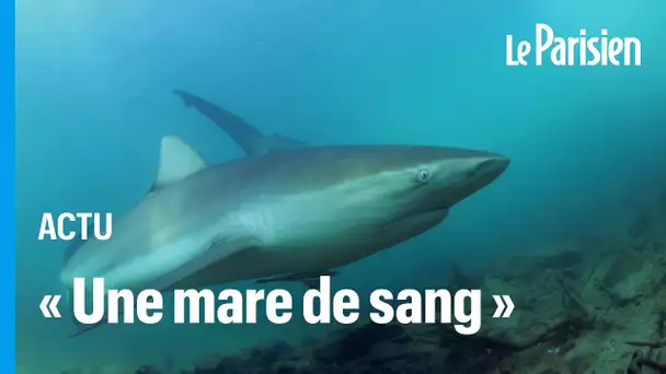 Une femme attaquée par un requin dans le port de Sydney