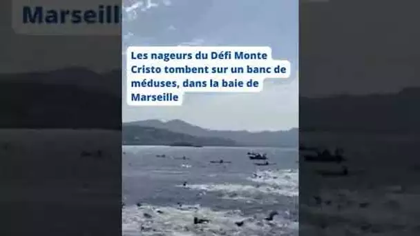 Des nageurs du Défi Monte Cristo tombent sur un banc de méduses, dans la baie de Marseille
