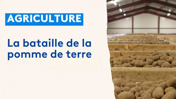 La culture de la pomme de terre fait débat dans l'Avesnois