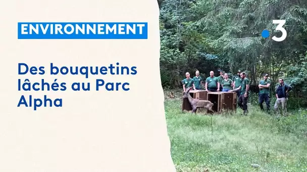 Vésubie : le parc Alpha accueille deux nouveaux bouquetins et rouvre comme avant la tempête Alex