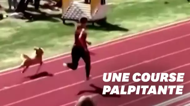 Un chien s’incruste dans une course de relais... et la gagne