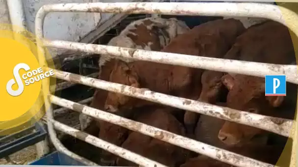 [PODCAST] 2600 veaux bloqués des mois sur des cargos bétaillères : récit d'une scandaleuse odyssée