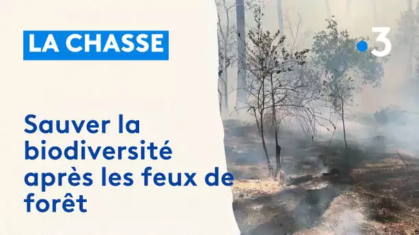 Chasse : sauver la biodiversité après les feux de forêt en Gironde