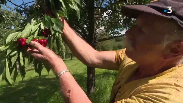 Fougerolles : une récolte exceptionnelle de cerises cet été 2020
