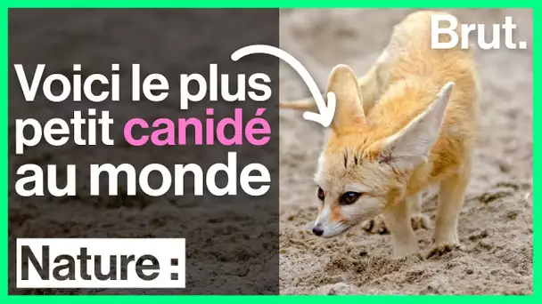 Le fennec, plus petit canidé au monde