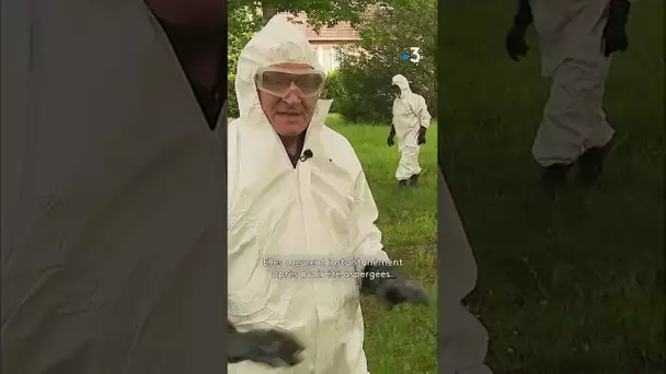 Ils luttent contre les chenilles processionnaires #chenille #insecticides #arbres