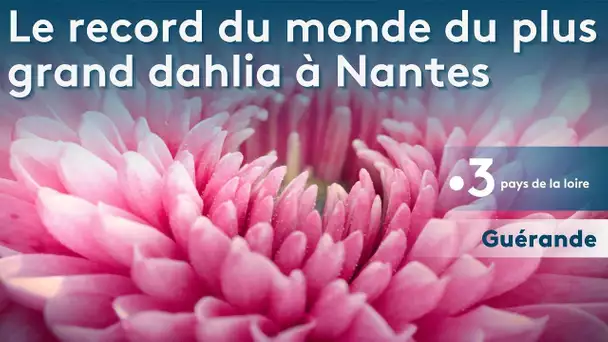 A Nantes, le record du monde du plus grand dahlia.