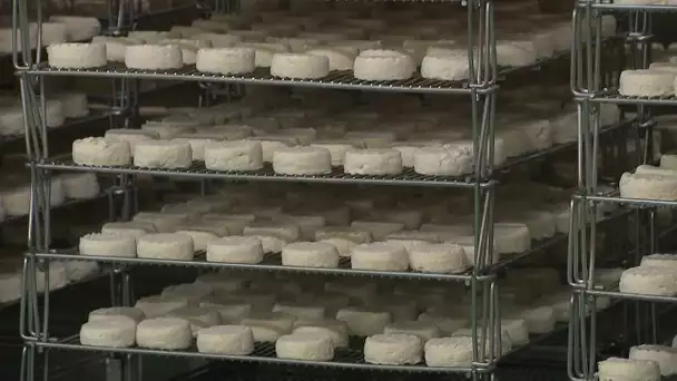 Gard : 1.500 élèves de 12 cantines de Camargue ont pu être exposés à la Listéria