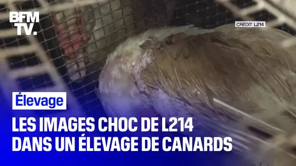 Les nouvelles images répugnantes de L214 dans un élevage de canards des Pyrénées-Atlantiques