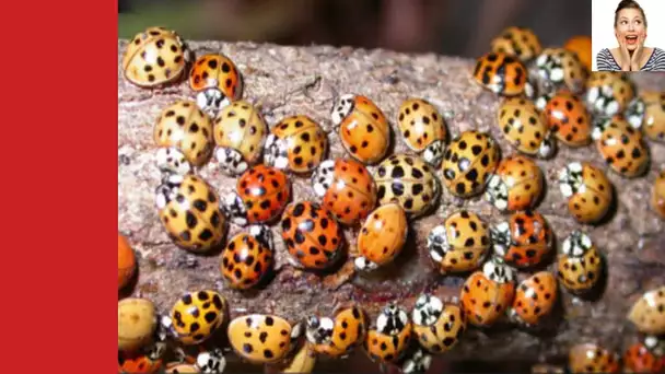 Vous pensez que c&#039;est des coccinelles dans votre maison, mais en réalité, c’est beaucoup plus danger