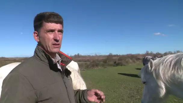 PrioriTerre à Arles: Maison du cheval Camargue au mas de la Cure