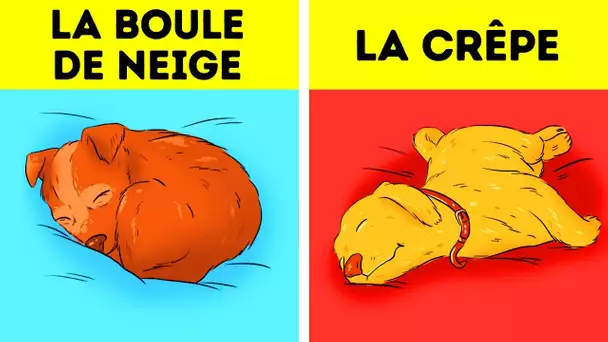 Ce Que Révèle la Position de Ton Chien Lorsqu’il Dort