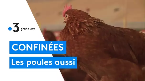 Risque élevé de grippe aviaire : les poules confinées