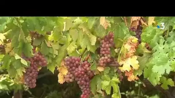 L&#039; état  de la vigne à Nice sur les coteaux de Bellet