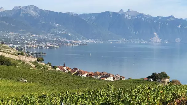 Une année à la vigne - Les domaines du possible (3/4) – Eté