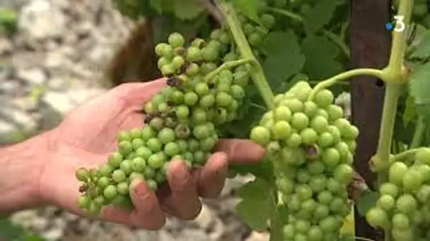 En Savoie, les vignerons s'inquiètent de la prolifération du mildiou