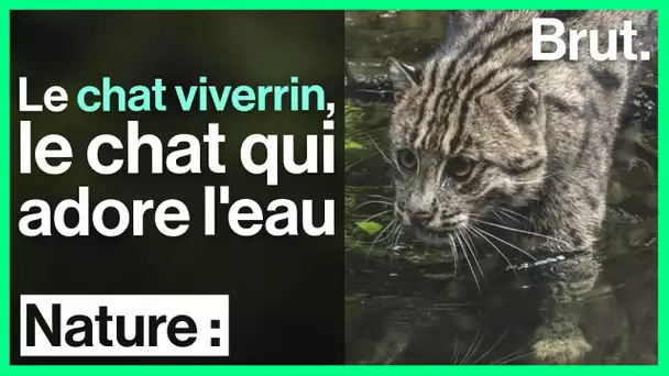 Le chat viverrin, un félin très à l'aise dans l'eau