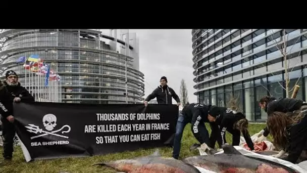 No Comment : des dauphins morts devant le Parlement européen
