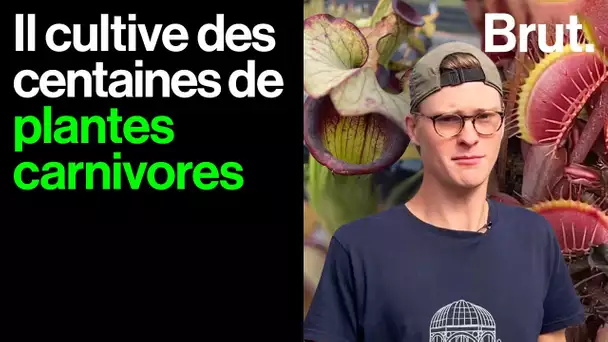 Plantes carnivores : Enzo nous ouvre sa plantation