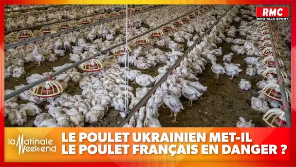 Le poulet du dimanche en danger à cause du poulet ukrainien ?