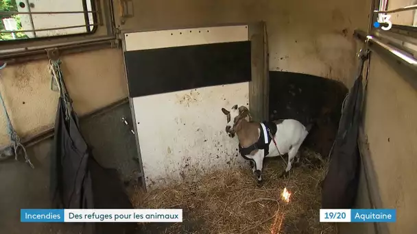 Incendies en Gironde : le sauvetage des animaux