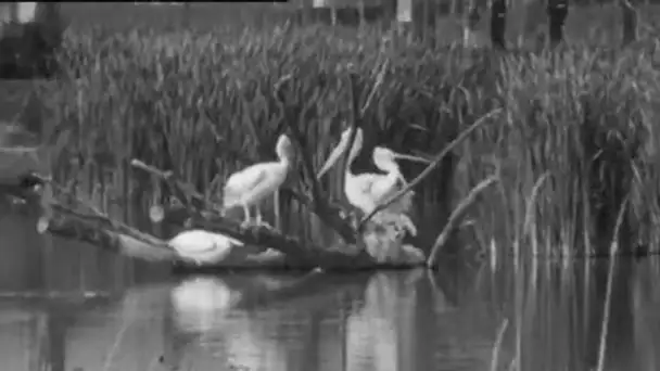 Inauguration du parc ornithologique de la Dombes par Pierre Anthonioz