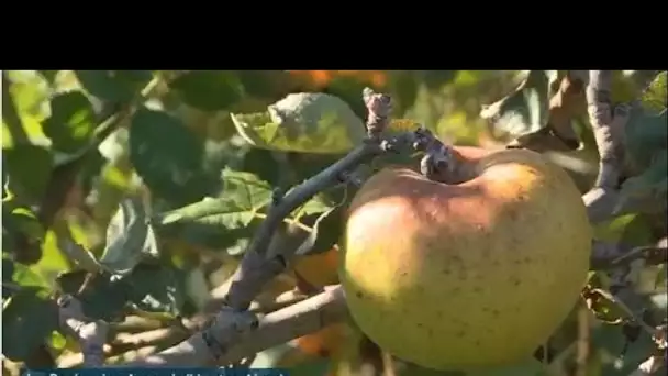 Partons à la découverte du Cidre de Glace des Hautes-Alpes