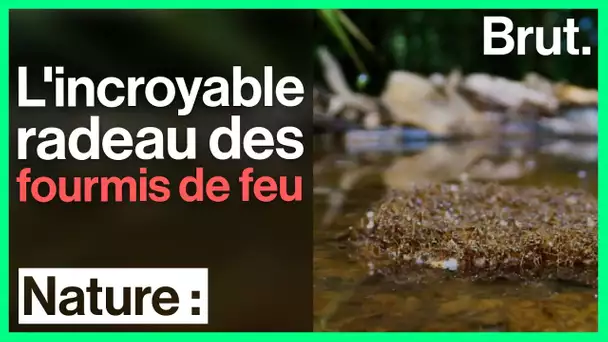 Le radeau des fourmis de feu