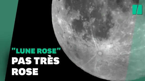 La "lune rose" n'était pas vraiment rose et a fait des déçus