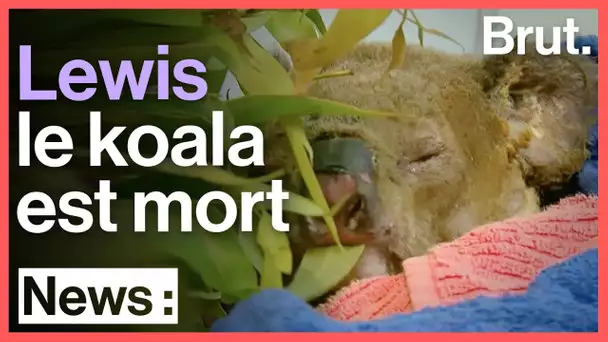 Le koala Lewis est mort quelques semaines après son sauvetage