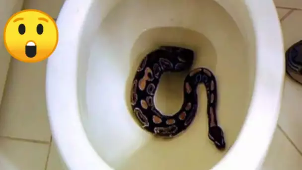 Loire-Atlantique : Elle trouve un serpent de deux mètres de long dans les toilettes