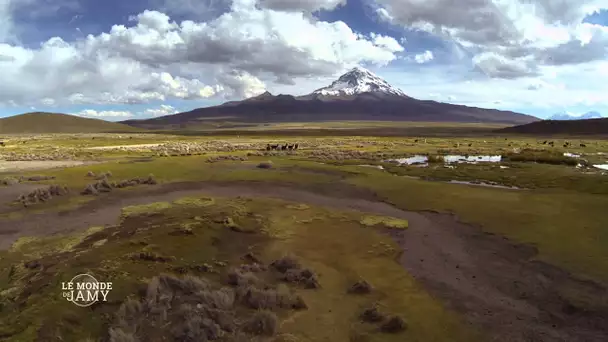 Le Monde de Jamy -  La vie cachée des montagnes - Extrait - Le trésor de l&#039;Altiplano