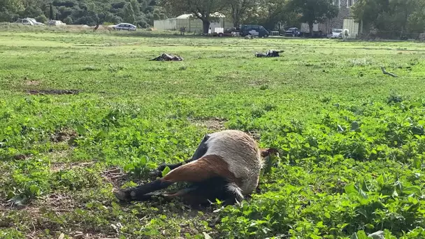 Probable attaque de loups, 12 chèvres tuées à la Penne-sur-Huveaune