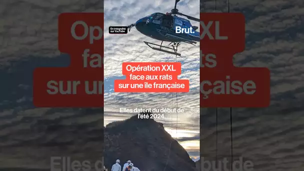 Opération XXL face aux rats sur une île française