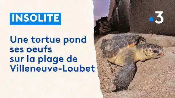 A Villeneuve-Loubet, première ponte de tortue enregistrée dans les Alpes-Maritimes