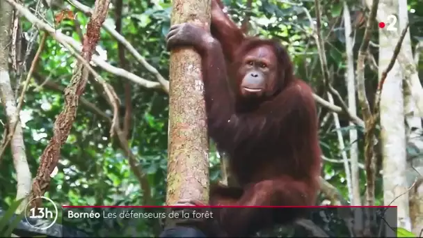 Bornéo : à la rencontre des défenseurs de la forêt
