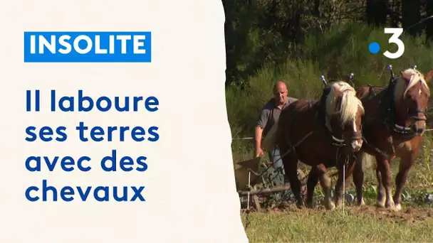 Cet agriculteur a choisi de labourer avec des chevaux