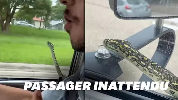 En Australie, un serpent tente d'entrer dans la voiture d'un couple