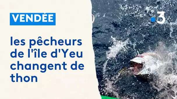 Changement de thon sur l'île d'Yeu