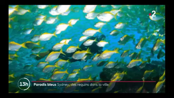 Paradis bleus : Sydney, des requins dans la ville