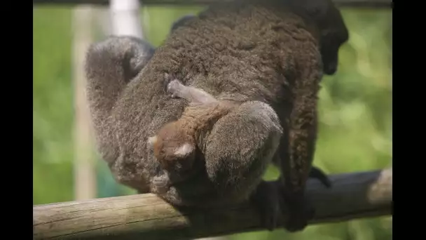 Une naissance rarissime d&#039;un lémurien à la citadelle de Besançon